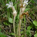 Orobanche fasciculata Hábito