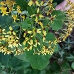 Roldana petasitis Flor