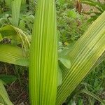 Curculigo capitulata Leaf