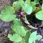 Cercis chinensis Folha