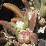 Delosperma napiforme Deilen