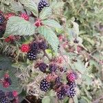 Rubus ulmifolius Frukt