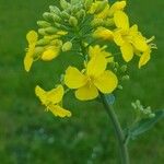 Brassica napusKwiat