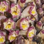 Cistanche violacea Blüte