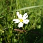 Stellaria palustrisFleur