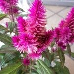 Celosia argenteaBlomst