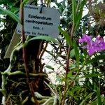 Epidendrum centropetalum Кветка