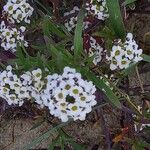 Lobularia maritima Çiçek