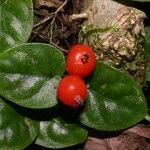 Geophila repens Fruit