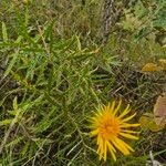 Berkheya spekeana Foglia