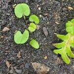 Dichondra carolinensis Feuille