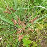 Cyperus ligularis Flor