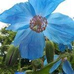 Meconopsis grandis Blomst