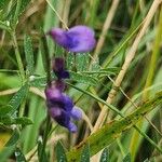 Vicia craccaBlüte