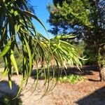 Podocarpus henkelii Leaf