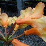 Rhododendron apiense