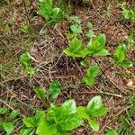 Chamaemespilus alpina Celota