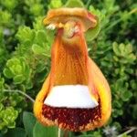 Calceolaria uniflora Blüte