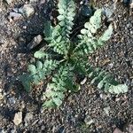 Brassica tournefortii Leaf