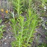 Erigeron sumatrensisDeilen