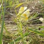 Linaria supinaÇiçek