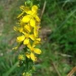 Agrimonia eupatoria花