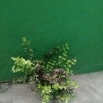 Micranthemum umbrosum Лист