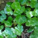 Hydrocotyle sibthorpioides ഇല