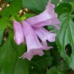 Strobilanthes cusia Flower