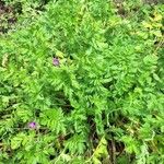 Erodium manescavi অভ্যাস