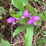 Polygaloides paucifolia Flower