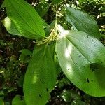 Miconia albertobrenesii 葉