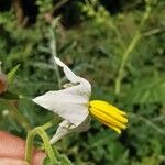 Solanum sisymbriifoliumFlower