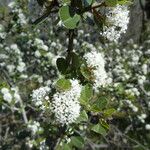 Ceanothus cuneatus Habitus