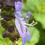 Coleus caninus Flower