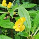 Impatiens auricoma Blomst