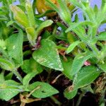 Petunia × atkinsiana Folha