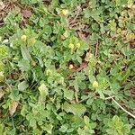 Medicago lupulina Habitus