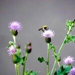 Cirsium arvense Elinympäristö