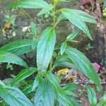 Andrographis paniculata Other