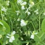 Lathyrus oleraceusKvět