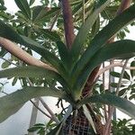 Angraecum sesquipedale Leaf