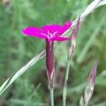 Dianthus deltoides പുഷ്പം