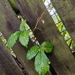 Rubus pruinosus Habit