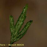 Asplenium seelosii Blad