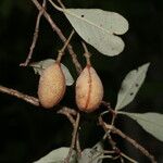 Quadrella morenoi Fruto