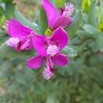 Polygala myrtifoliaFlower