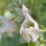 Salvia taraxacifolia Flower