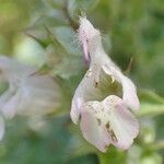 Salvia taraxacifolia