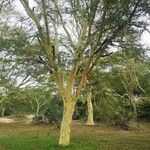 Vachellia xanthophloea Corteza